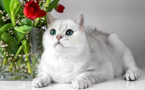 什么是白色英国短毛猫?(白色英国短毛猫外观特征)