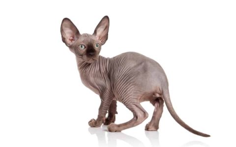 什么是精灵猫?(精灵猫的起源和历史)