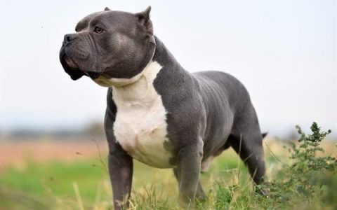 什么是美国恶霸犬XL?(美国恶霸犬XL的起源和历史)