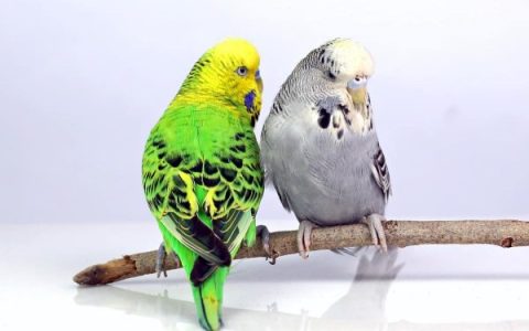 什么是英国虎皮鹦鹉?(英国虎皮鹦鹉的历史和起源)