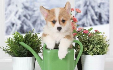 什么是茶杯柯基犬?(茶杯柯基犬的特点与魅力)