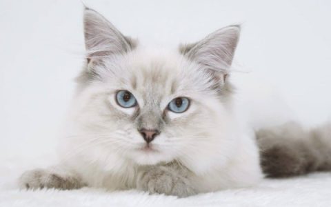 什么是蓝点布偶猫?(不同的蓝色布偶猫解读)