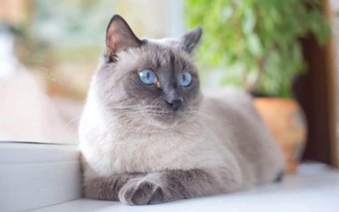 什么是蓝点暹罗猫?(纯种蓝点暹罗猫外观特征)