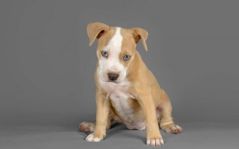 什么是蓝眼比特犬?(蓝眼睛的比特犬很罕见吗?)