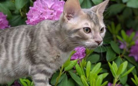 什么是蓝色玩具虎猫?(蓝色玩具虎猫外观特点)