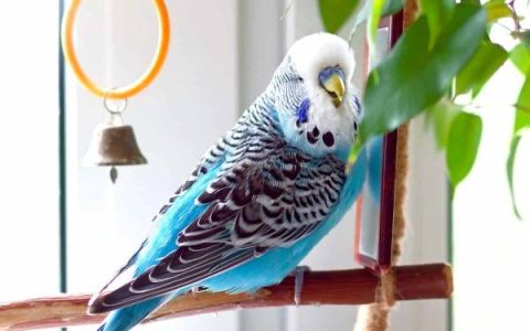什么是蓝色鹦鹉?(蓝色长尾小鹦鹉能长多大)