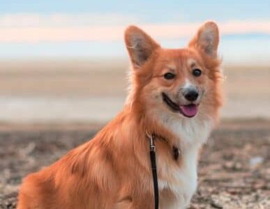 什么是蓬松柯基犬?(蓬松柯基犬与普通柯基犬的区别)