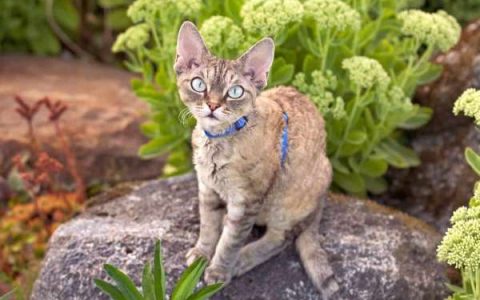 什么是贵宾犬猫?(贵宾犬猫的外观特征)