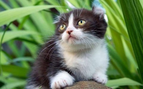 什么是金卡洛猫?(金卡洛猫的起源和历史)