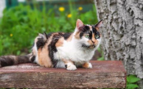 什么是长毛三色猫?(三色猫可以留长毛吗?)