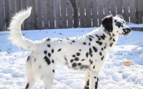 什么是长毛斑点狗?(长毛斑点狗的外观特点)