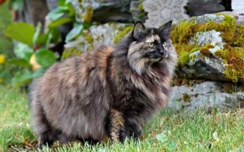 什么是长毛玳瑁猫?(长毛玳瑁猫是什么品种?)