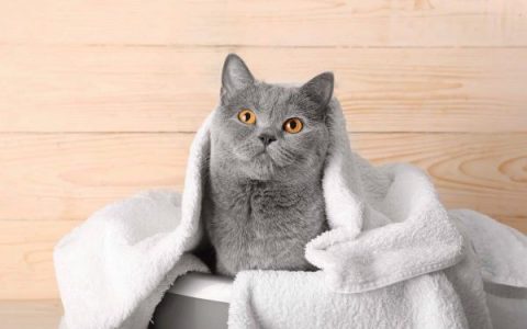 什么是马尔济斯猫?(马尔济斯猫的起源和历史)