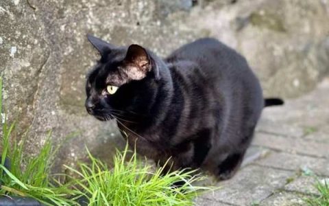 什么是黑孟加拉猫?(孟加拉猫的性格及外形特点)