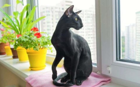 什么是黑色东方短毛猫?(黑色东方短毛猫外观特征)