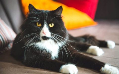 什么是黑色布偶猫?(黑色布偶猫的的外型特征)