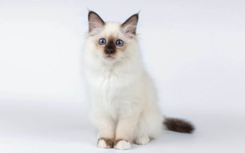 伯曼猫多少钱一只?(影响伯曼猫成本差异及其原因)