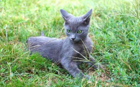 俄罗斯蓝猫一年开销多少?(穷养俄罗斯蓝猫的省钱方法)