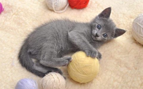 俄罗斯蓝猫要多少钱一只?(纯种俄罗斯蓝猫的成本价格分析)