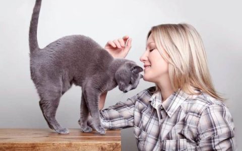 俄罗斯蓝猫过敏反应的三种症状(减少俄罗斯蓝猫过敏的6种方法)