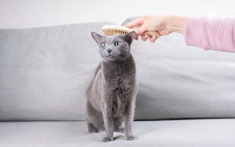 俄罗斯蓝猫适合过敏症患者吗?(俄罗斯蓝猫怎么会引起过敏?)