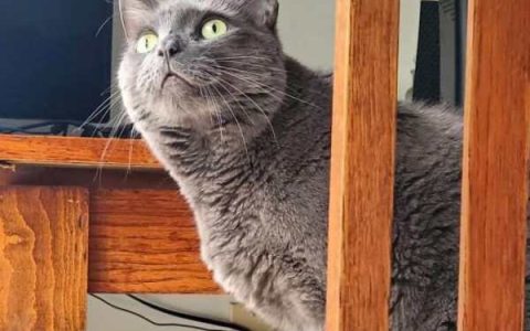 俄罗斯蓝缅因猫多少钱一只?(俄罗斯蓝缅因猫的每月开销清单)