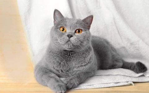 全是灰色的猫是什么品种?(15 种灰色皮毛的流行猫品种)
