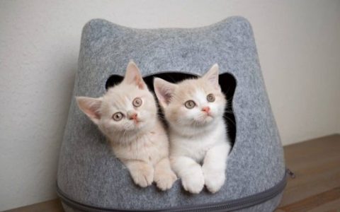 关于奶油色猫的10个有趣事实,你知道几个?