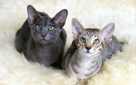 养一只东方短毛猫的每年花多少钱?(新手养东方短毛猫的省钱技巧)