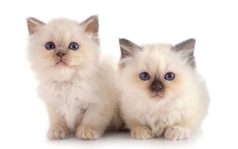 养一只伯曼猫的每年费用多少钱?(喂养伯曼猫的养护知识)