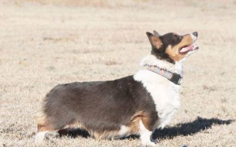 养一只狗要花多少钱?(养只狗一年的最少费用)