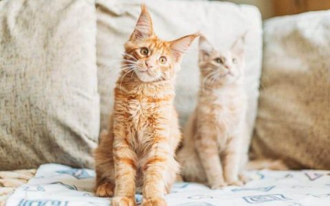 养一只缅因猫的每年费用多少钱?(低成本养缅因猫的省钱技巧)