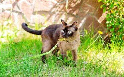 养一只缅甸猫每年花费需要多少钱?(低成本饲养缅甸猫的省钱秘诀)