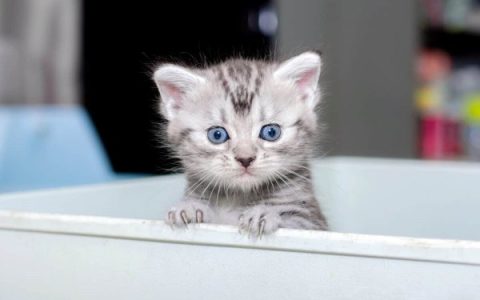 养一只美国短毛猫每年费用需要多少钱?(美国短毛猫的省钱方法)