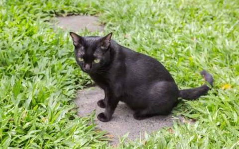 养只孟买猫的每年费用需要多少钱?(养孟买猫的省钱秘诀)