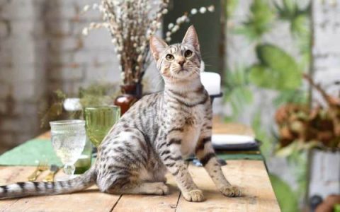 养大鼻子猫费用高吗?(一只大鼻子猫要多少钱?)