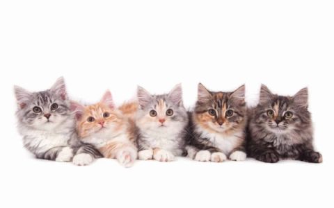 养西伯利亚猫的需要花多少钱?(低成本养西伯利亚猫的省钱秘诀)