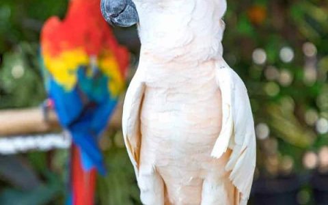 凤头鹦鹉比其他鸟类寿命更长吗?(决定凤头鹦鹉寿命的因素)