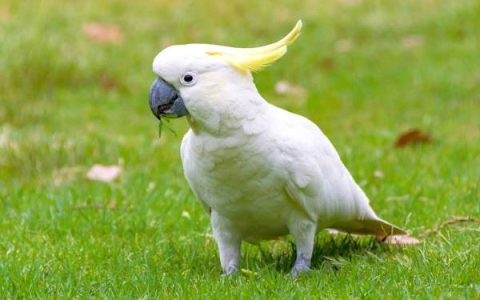 凤头鹦鹉的价格是多少?(影响凤头鹦鹉价格的因素)