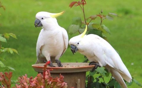 凤头鹦鹉的平均寿命有多长?(凤头鹦鹉作为宠物能活多久?)