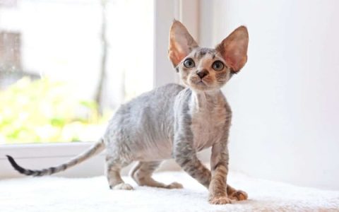 卷毛猫多少钱一只?(四大卷毛猫品种及其特征)