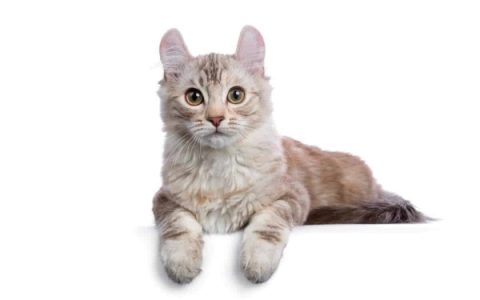 圆耳朵的猫是真的吗?(耳朵看起来像圆耳朵的猫品种)