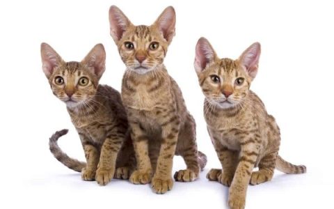 奥西猫多少钱一只?(影响奥西猫的价格差异及其原因)