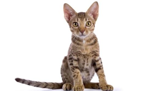 奥西猫每年需要花费多少钱?(第一次饲养奥西猫的省钱秘诀)