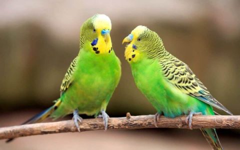 如何判断长尾小鹦鹉是雄性还是雌性?(6个辨别鹦鹉性别的方法)