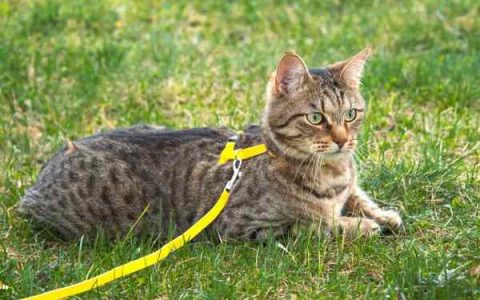 如何确定你的虎斑猫的年龄?(虎斑猫活得长寿的4个秘诀)