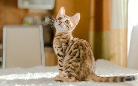 孟加拉猫一般多少钱?(影响孟加拉猫的价格的关键因素)