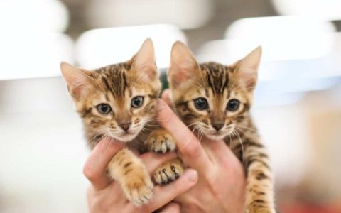 孟加拉猫多少钱一只?(养一只孟加拉猫日常费用清单)