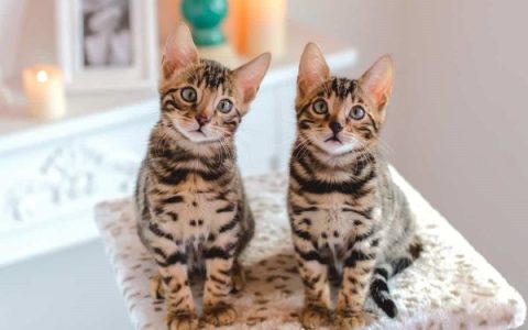 孟加拉猫每年需要花费多少钱?(低成本饲养孟加拉猫的省钱秘诀)