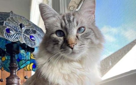 山猫布偶猫价格多少钱一只?(养山猫布偶猫一年的花费)